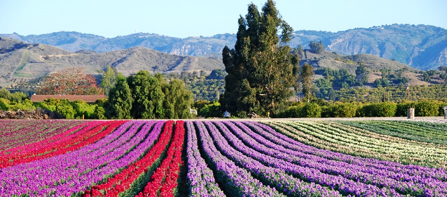 Flowers in Santa Paula