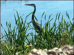 Grey Heron looking for fish in Mugu Lagoon